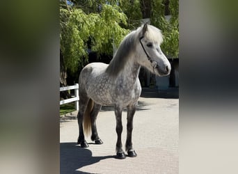 Islandpferd, Stute, 5 Jahre, 138 cm, Schimmel