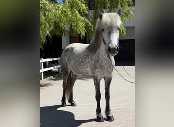 Islandpferd, Stute, 5 Jahre, 138 cm, Schimmel