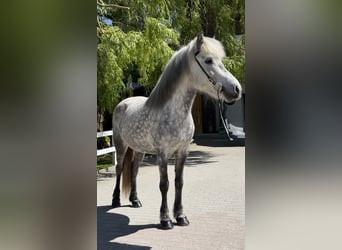 Islandpferd, Stute, 5 Jahre, 138 cm, Schimmel
