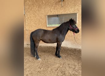 Islandpferd, Stute, 5 Jahre, 139 cm, Rappe