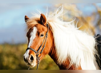 Islandpferd, Stute, 5 Jahre, 139 cm, Schecke