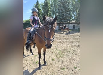 Islandpferd, Stute, 5 Jahre, 140 cm, Brauner