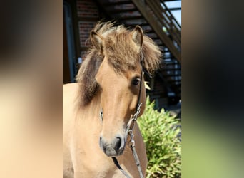 Islandpferd, Stute, 5 Jahre, 140 cm, Falbe