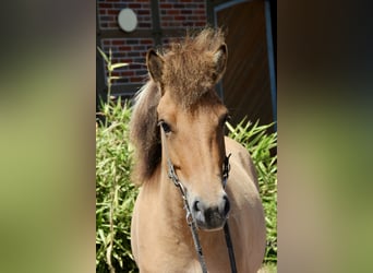 Islandpferd, Stute, 5 Jahre, 140 cm, Falbe
