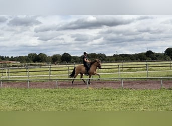 Islandpferd, Stute, 5 Jahre, 140 cm, Falbe