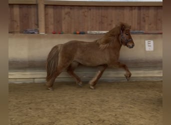 Islandpferd, Stute, 5 Jahre, 140 cm, Falbe