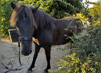Islandpferd, Stute, 5 Jahre, 140 cm, Rappe