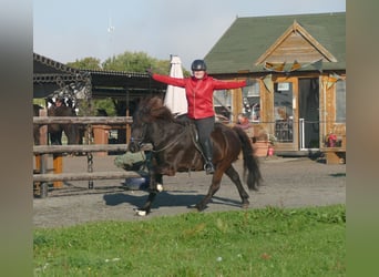 Islandpferd, Stute, 5 Jahre, 140 cm, Rappe