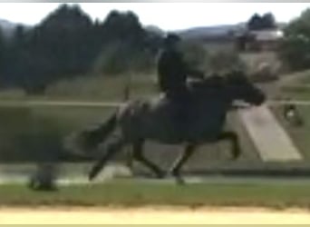 Islandpferd, Stute, 5 Jahre, 140 cm, Rappe