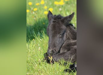 Islandpferd, Stute, 5 Jahre, 140 cm, Rappe