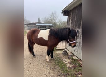 Islandpferd, Stute, 5 Jahre, 140 cm, Schecke