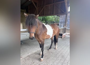 Islandpferd, Stute, 5 Jahre, 140 cm, Schecke