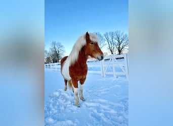 Islandpferd, Stute, 5 Jahre, 140 cm, Schecke