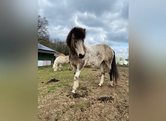 Islandpferd, Stute, 5 Jahre, 140 cm
