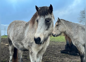 Islandpferd, Stute, 5 Jahre, 140 cm