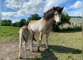 Islandpferd, Stute, 5 Jahre, 140 cm