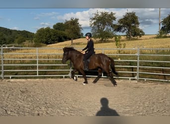 Islandpferd, Stute, 5 Jahre, 141 cm, Rappe