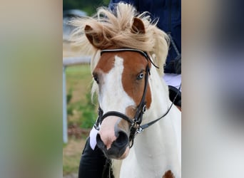 Islandpferd, Stute, 5 Jahre, 141 cm, Schecke