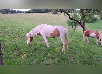 Islandpferd, Stute, 5 Jahre, 141 cm, Schecke