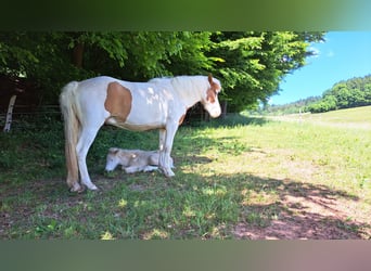 Islandpferd, Stute, 5 Jahre, 141 cm, Schecke