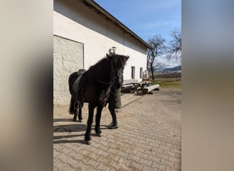 Islandpferd, Stute, 5 Jahre, 142 cm, Rappe