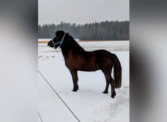 Islandpferd, Stute, 5 Jahre, 142 cm, Rappe