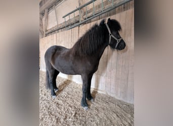 Islandpferd, Stute, 5 Jahre, 142 cm, Rappe