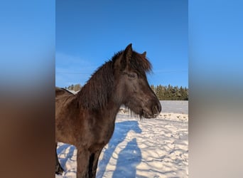 Islandpferd, Stute, 5 Jahre, 142 cm, Rappe
