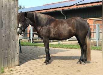 Islandpferd, Stute, 5 Jahre, 142 cm, Rappschimmel