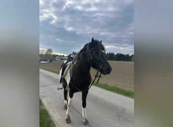 Islandpferd, Stute, 5 Jahre, 142 cm, Schecke