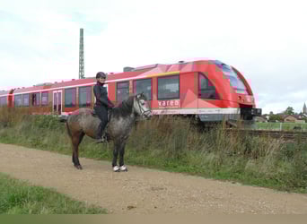 Islandpferd, Stute, 5 Jahre, 143 cm, Apfelschimmel