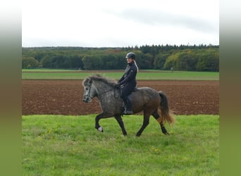 Islandpferd, Stute, 5 Jahre, 143 cm, Apfelschimmel