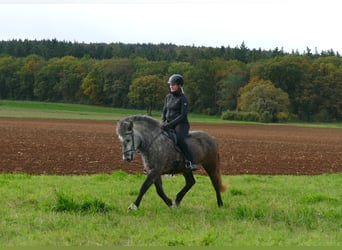 Islandpferd, Stute, 5 Jahre, 143 cm, Apfelschimmel