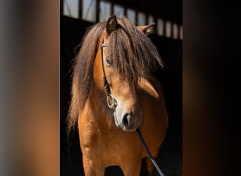 Islandpferd, Stute, 5 Jahre, 143 cm, Brauner