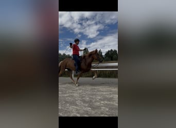 Islandpferd, Stute, 5 Jahre, 143 cm, Fuchs