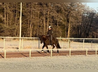 Islandpferd, Stute, 5 Jahre, 143 cm, Rappe