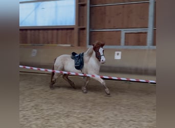 Islandpferd, Stute, 5 Jahre, 143 cm, Schecke