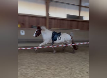 Islandpferd, Stute, 5 Jahre, 143 cm, Schecke