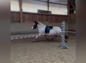 Islandpferd, Stute, 5 Jahre, 143 cm, Schecke