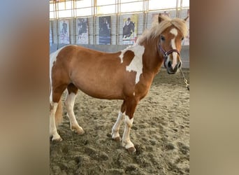 Islandpferd, Stute, 5 Jahre, 145 cm, Brauner