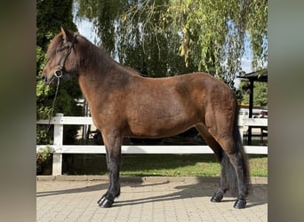 Islandpferd, Stute, 5 Jahre, 145 cm, Brauner