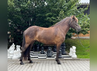 Islandpferd, Stute, 5 Jahre, 145 cm, Rappe