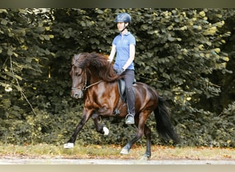 Islandpferd, Stute, 5 Jahre, 145 cm, Rappe