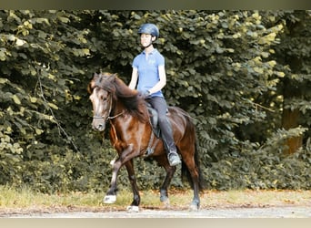 Islandpferd, Stute, 5 Jahre, 145 cm, Rappe