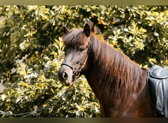 Islandpferd, Stute, 5 Jahre, 145 cm, Rappe