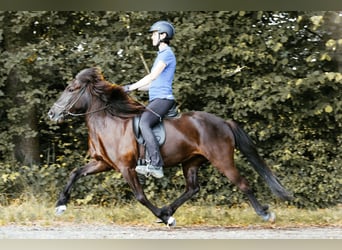 Islandpferd, Stute, 5 Jahre, 145 cm, Rappe