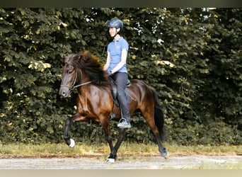 Islandpferd, Stute, 5 Jahre, 145 cm, Rappe