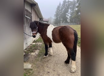 Islandpferd, Stute, 5 Jahre, 145 cm, Schecke