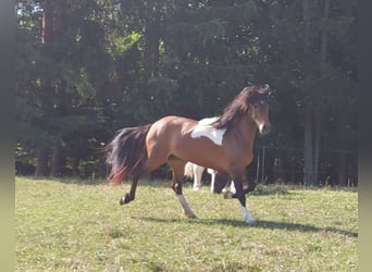 Islandpferd, Stute, 5 Jahre, 145 cm, Schecke