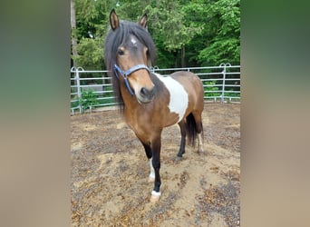 Islandpferd, Stute, 5 Jahre, 145 cm, Schecke